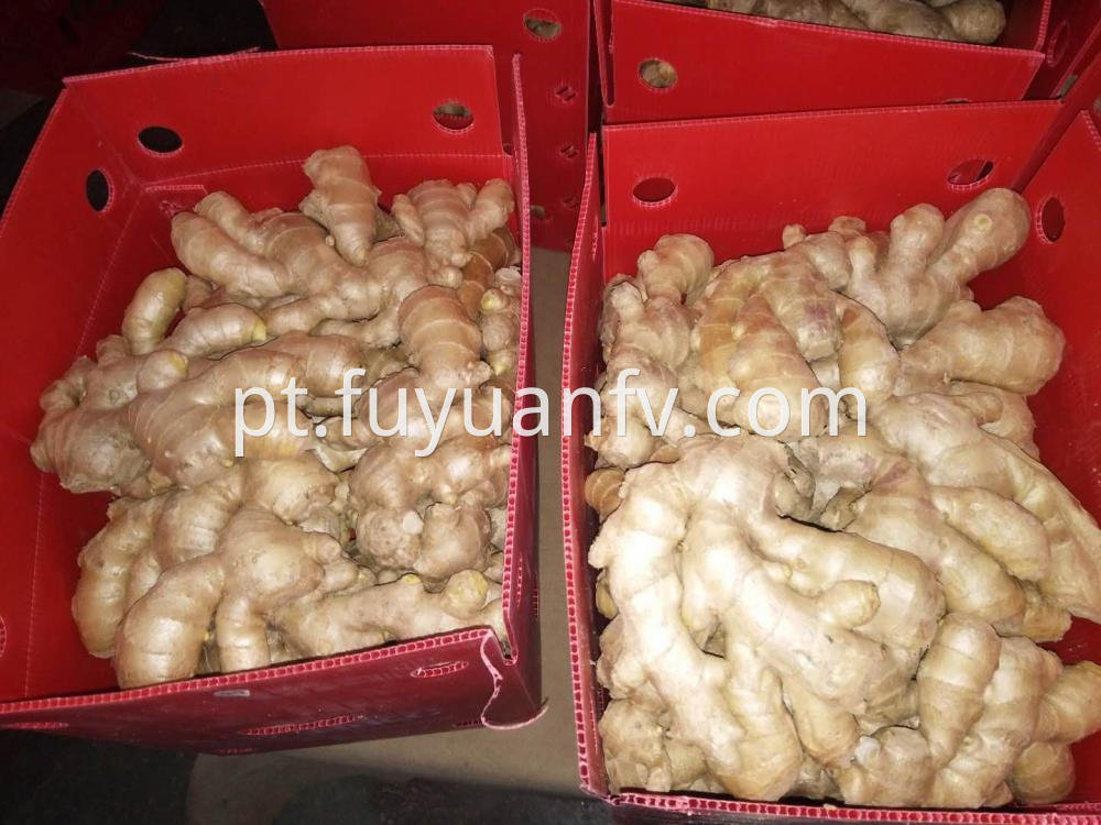 Air Dried Ginger Factory